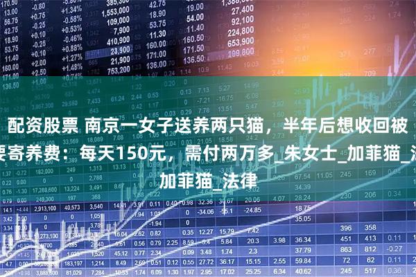 配资股票 南京一女子送养两只猫，半年后想收回被索要寄养费：每天150元，需付两万多_朱女士_加菲猫_法律
